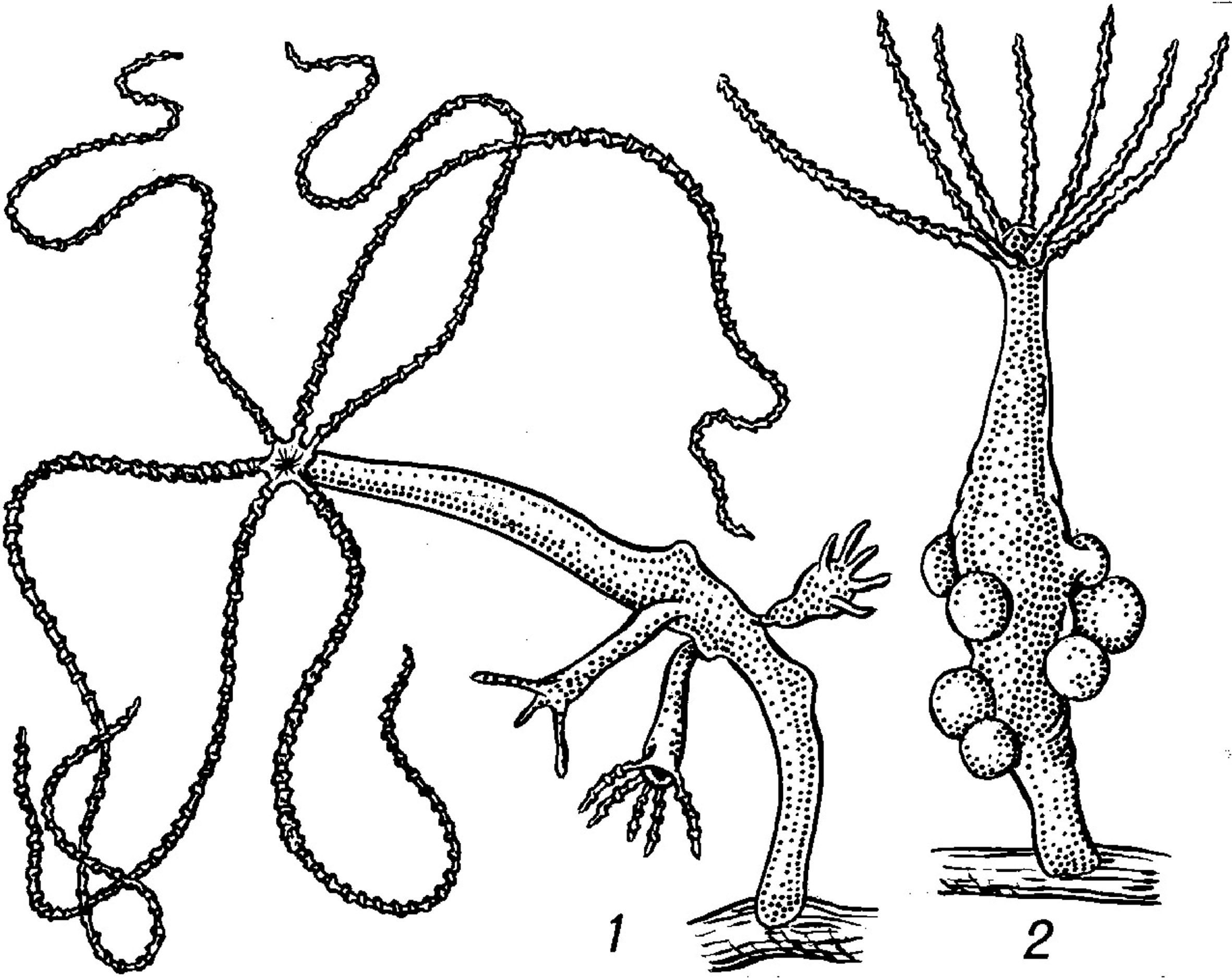 Передвижение многоклеточных. Кишечнополостные гидра почкование. Бесполое размножение гидры. Гидра биология почкование. Hydra oligactis строение.