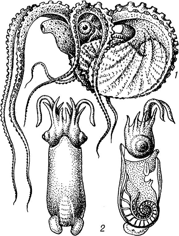 Первые головоногие. Головоногие моллюски Аргонавт. Личинка головоногого моллюска. Цефалоподы моллюски. Класс головоногие Аргонавт.